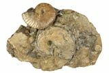 Two Fossil Ammonites (Jeletzkytes) - South Dakota #189342-1